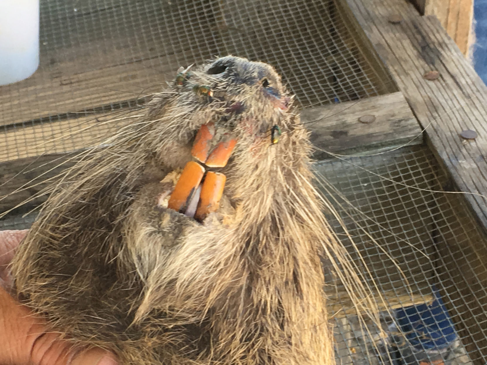 Nutria Operations Tour